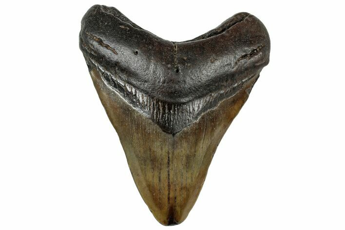 Brown, Fossil Megalodon Tooth - South Carolina #321823